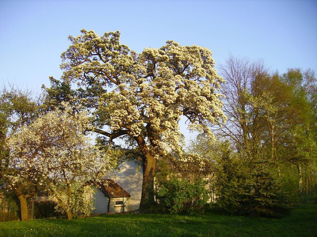 Zakatek Pod Grusza Bedzino Exterior photo